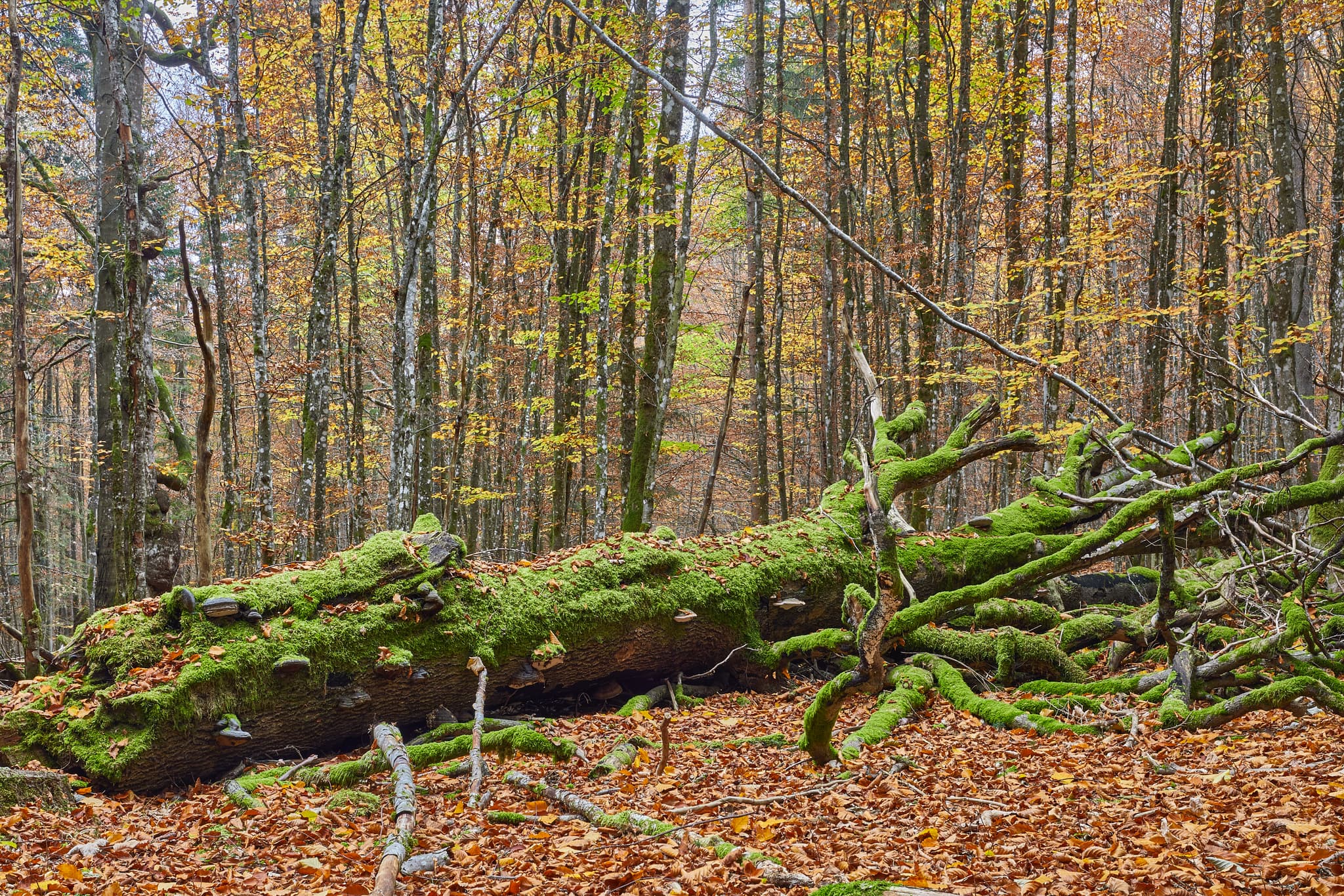 Totholz im Hans-Watzlik-Hain, Regen, Niederbayern - Totholz mit Moos im Hans-Watzlik-Hain, einem Wald bei Bayerisch Eisenstein, Landkreis Regen, Niederbayern. Szene im Bayerischen Wald, Deutschland.
