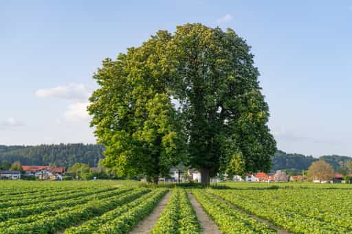 Unterau Kastanien Erdbeerfeld, Altötting, Oberbayern