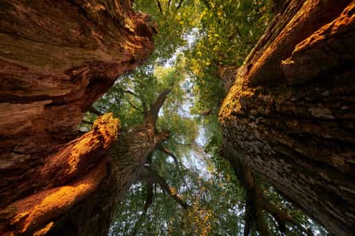 Vilseck Linde, Erlbach, Altötting, Bayern, Deutschland
