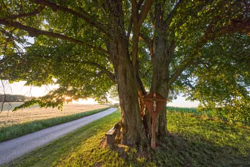 Vilsecker Linde, Erlbach, Landkreis Altötting, Oberbayern