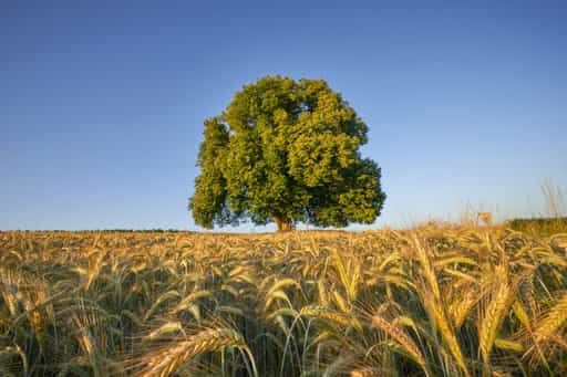 Vilsecker Linde, Erlbach, Landkreis Altötting, Oberbayern