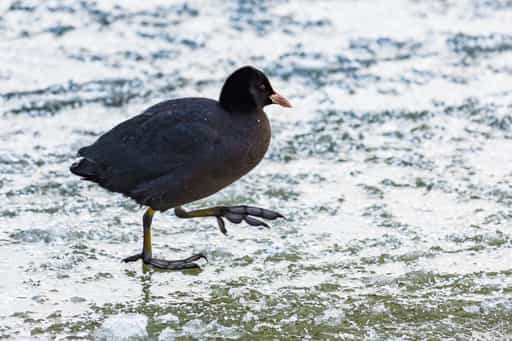 Vogel auf Isenstausee im Winter, Winhöring, Altötting