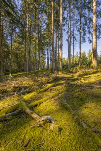 Wald am Wanderweg 2 von Guteneck nach Lapperding, Rottal-Inn