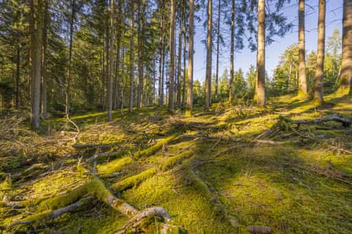 Wald am Wanderweg 2 von Guteneck nach Lapperding, Rottal-Inn