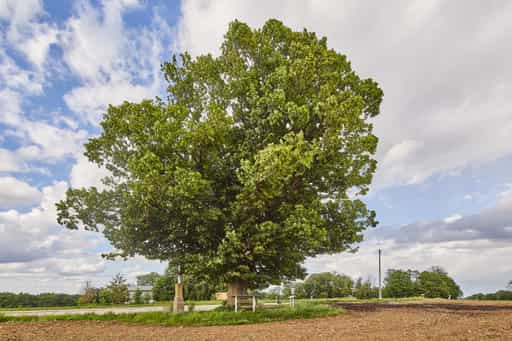 Wald Aussichtspunkt Kobeln bei Garching, Altötting
