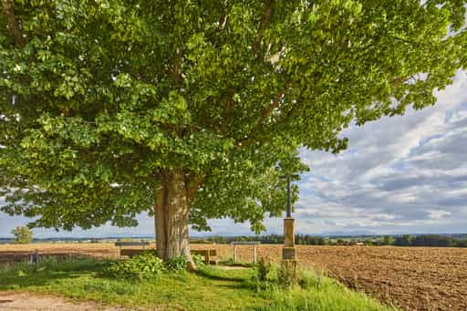 Wald Aussichtspunkt Kobeln, Garching, Altötting, Oberbayern