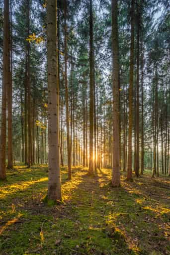 Wald bei Weiher, Arbing, Reischach, Landkreis Altötting