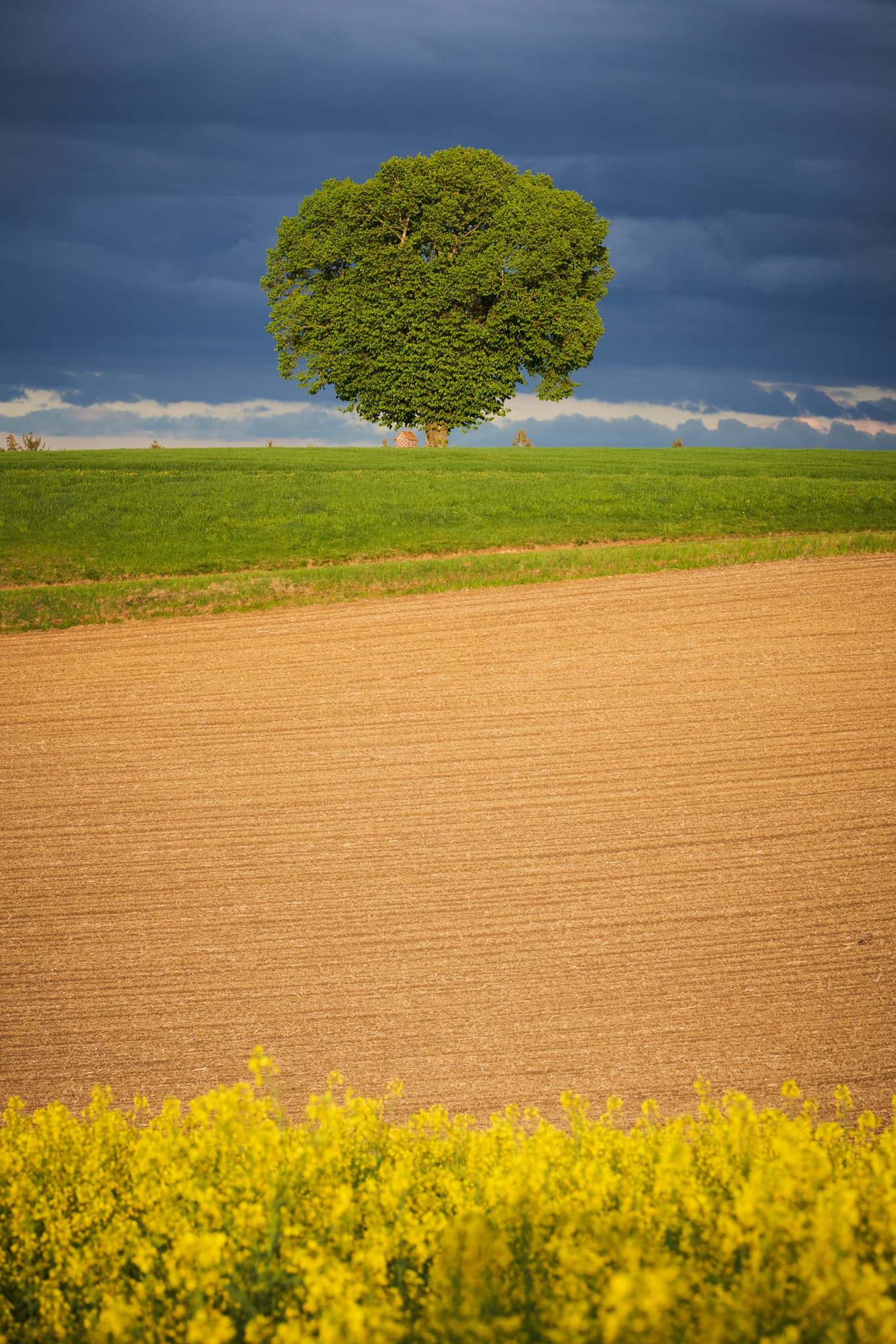 Wald bei Winhöring Baum mit Bildstock, Pleiskirchen, AÖ, D - Feldlandschaft mit Baum und Bildstock bei Wald bei Winhöring, Pleiskirchen, Altötting, Oberbayern, Inn-Salzach, Deutschland. Rapsblüte im Vordergrund.