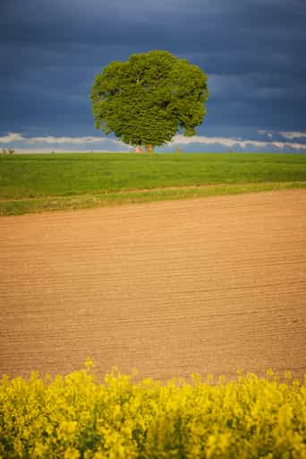 Wald bei Winhöring Baum mit Bildstock, Pleiskirchen, AÖ, D