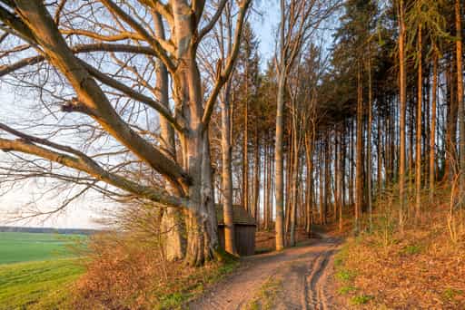 Wald Hütte, Arbing Weiher, Altötting, Oberbayern