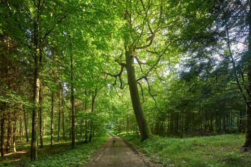 Wald im Enfurter Kreuzweg, Töging am Inn, Inn-Salzach