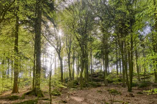 Wald in St. Salvator bei Luisenburg, Bad Griesbach, Passau