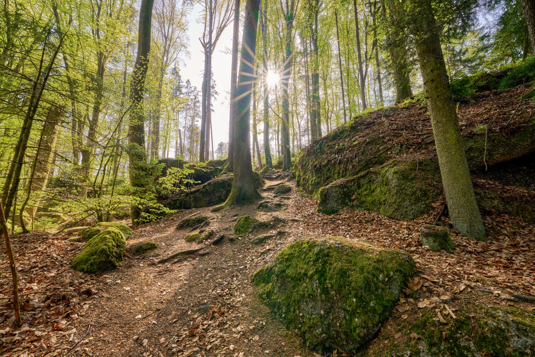 Wald um die Luisenburg, Bad Griesbach, Passau - Waldlandschaft mit Felsen in St. Salvator, Bad Griesbach, Landkreis Passau, Niederbayern, Bayern, Deutschland. Sonnenlicht durch Bäume.