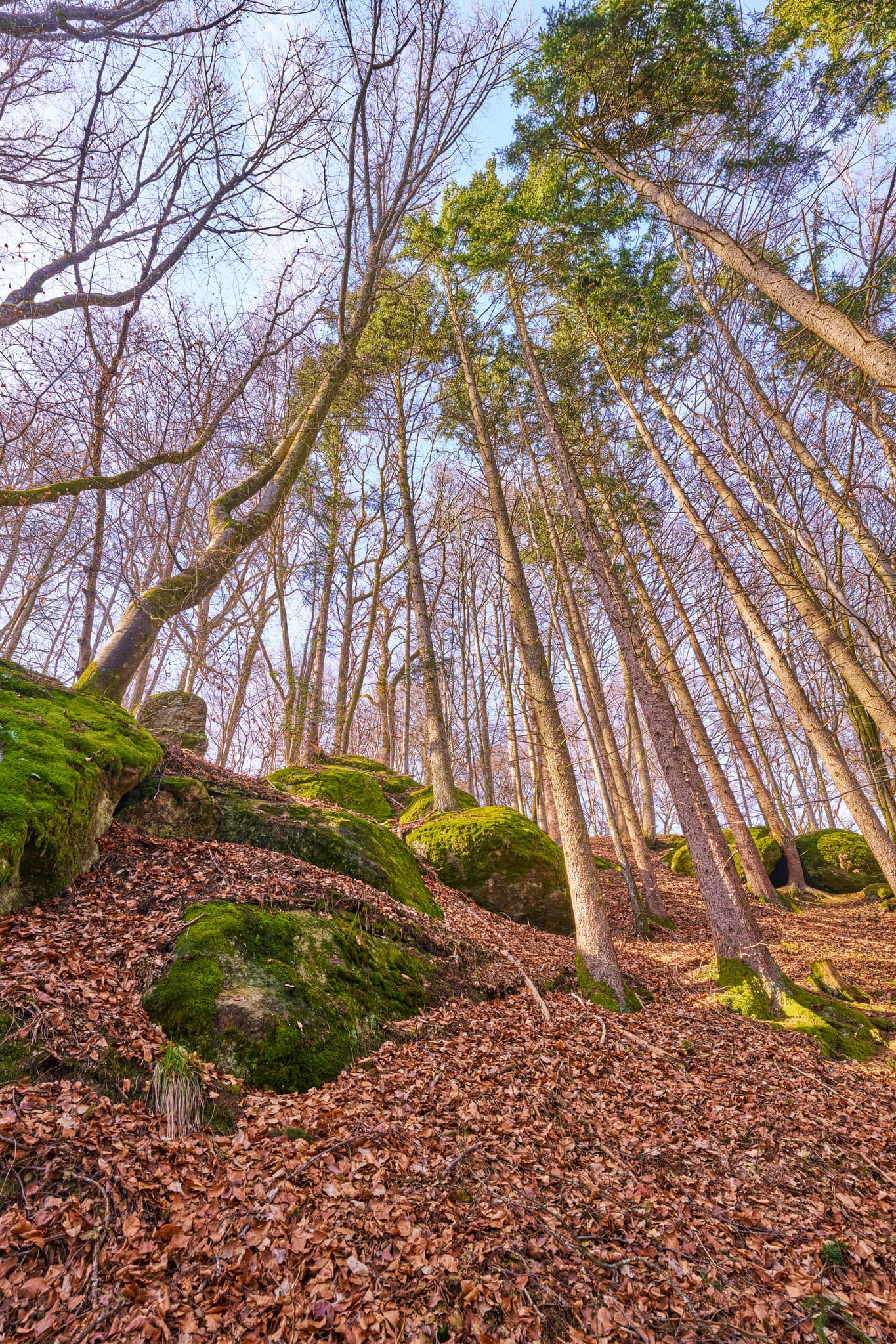 Wald um Schloss Neuburg am Inn, Passau, Niederbayern - Dichter Wald mit hohen Bäumen, moosbewachsenen Felsen und Herbstlaub in Schloss Neuburg. Landkreis Passau, Niederbayern, Donau-Wald, Deutschland.