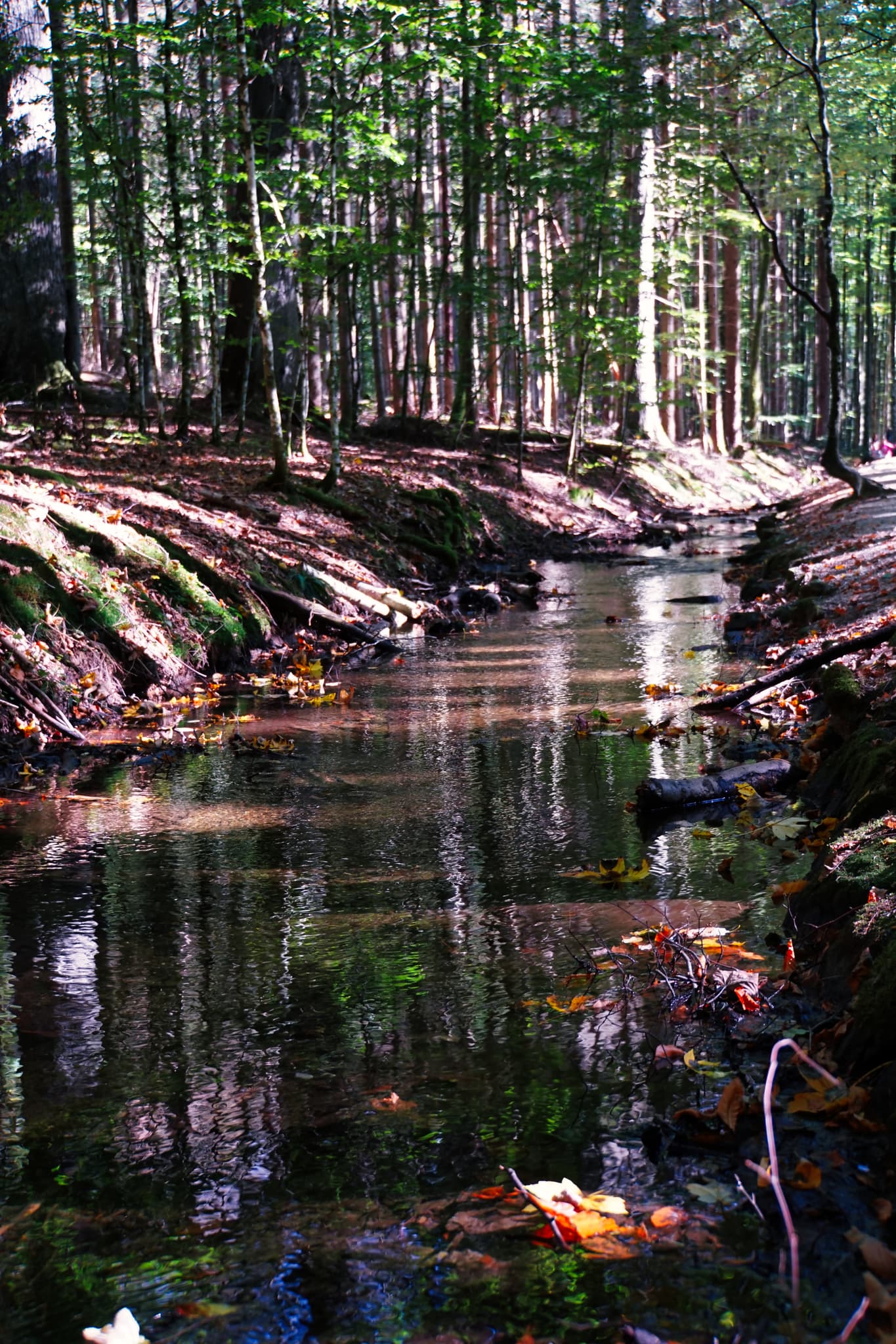 Waldbach richtung Schwellhäusl mitten  im Wald - Ruhiger Waldbach , der sich durch einen sonnenbeschienenen Wald schlängelt.  Das dunkle Wasser spiegelt die Bäume wider, Herbstlaub liegt auf dem Bachbett.
