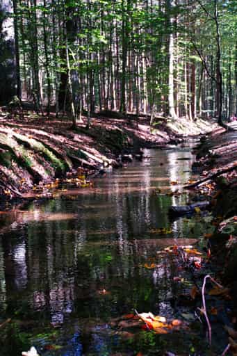 Waldbach richtung Schwellhäusl mitten  im Wald