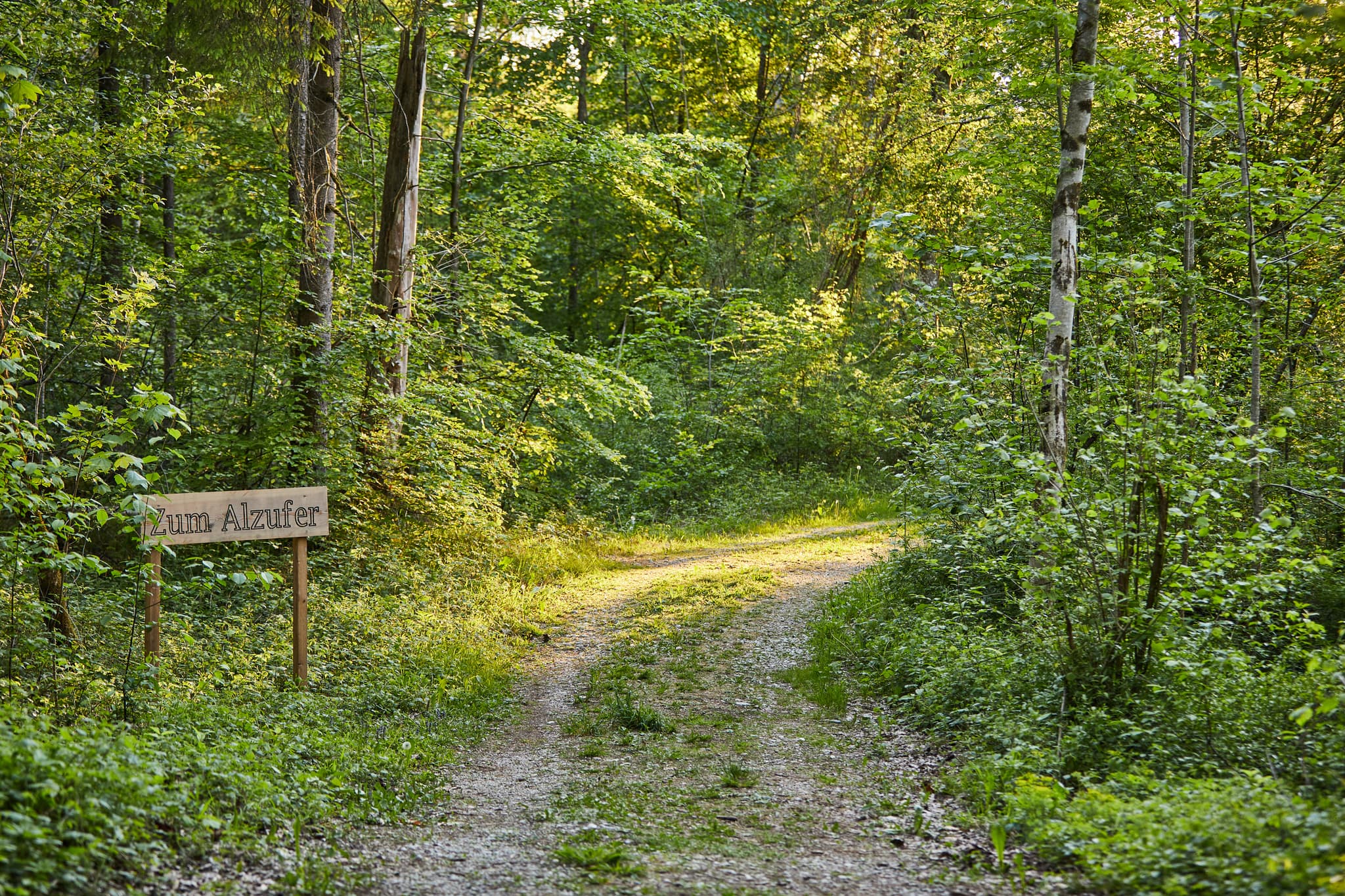 Walderlebnispfad Alz Au, Klosterau, Altötting, Oberbayern - Walderlebnispfad Klosterau, Mehring, Landkreis Altötting, Oberbayern. Der Pfad führt durch die Natur der Inn-Salzach-Region, nahe der Alz in Deutschland.