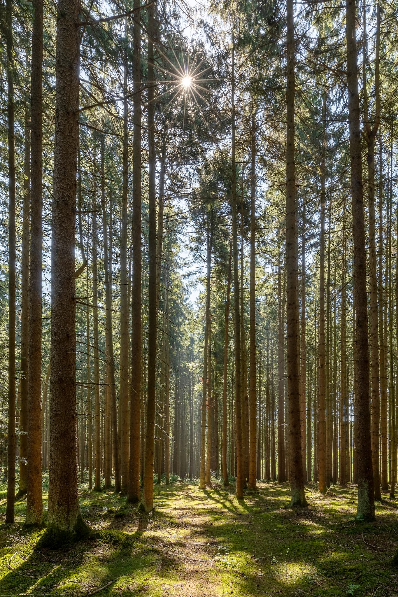 Waldgebiet Lauterbacher Holz Glatzberg, Heldenstein - Waldweg im Lauterbacher Holz Glatzberg bei Heldenstein, Landkreis Mühldorf am Inn, Oberbayern. Sonnenstrahlen durchfluten den Wald, Inn-Salzach, Deutschland.