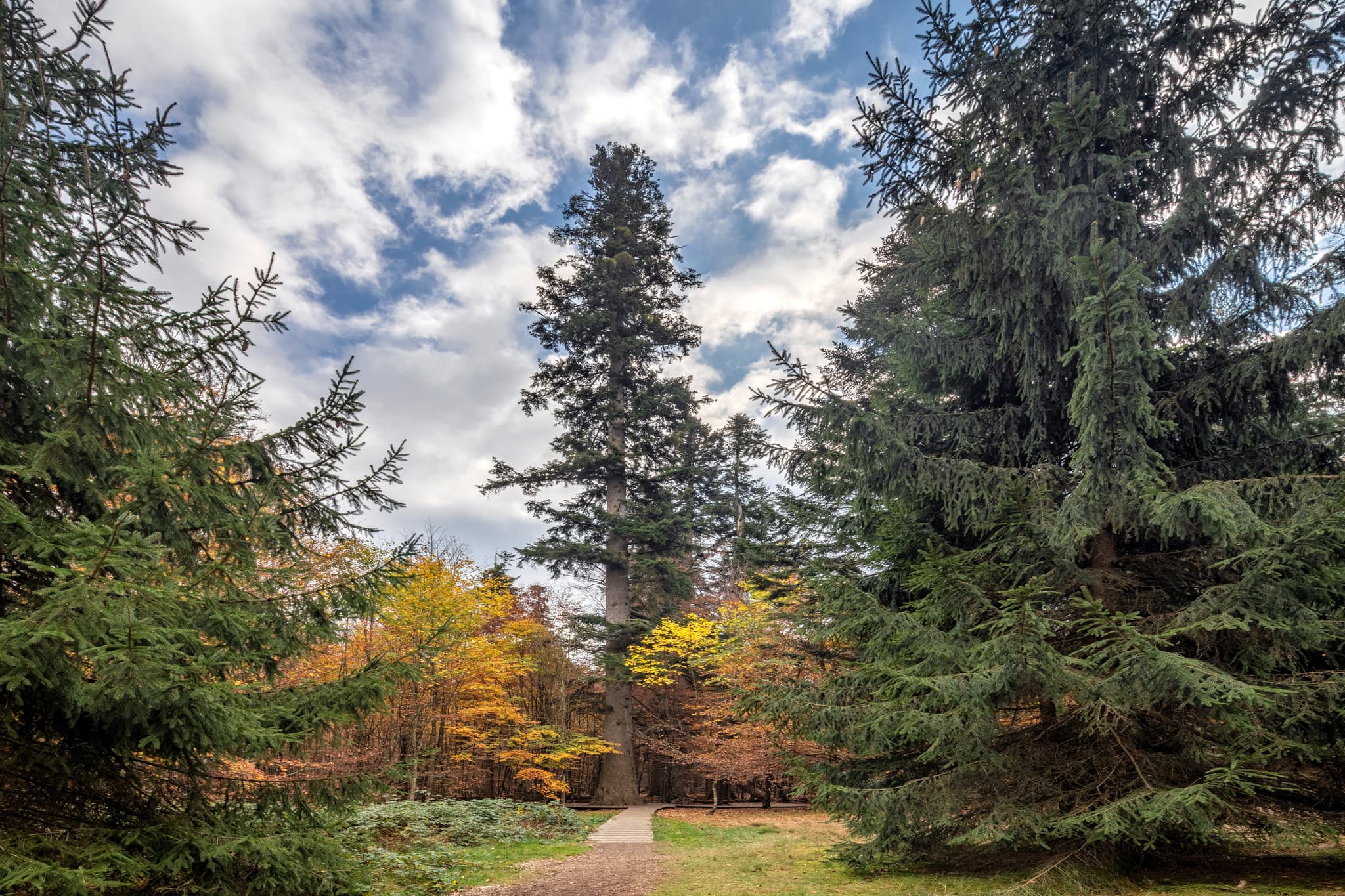 Waldhaustanne Hans-Watzlik-Hain, Bayerisch Eisenstein, Regen - Hans-Watzlik-Hain im Herbst mit größter Tanne im Bayerischen Wald, Bayerisch Eisenstein, Landkreis Regen, Niederbayern.