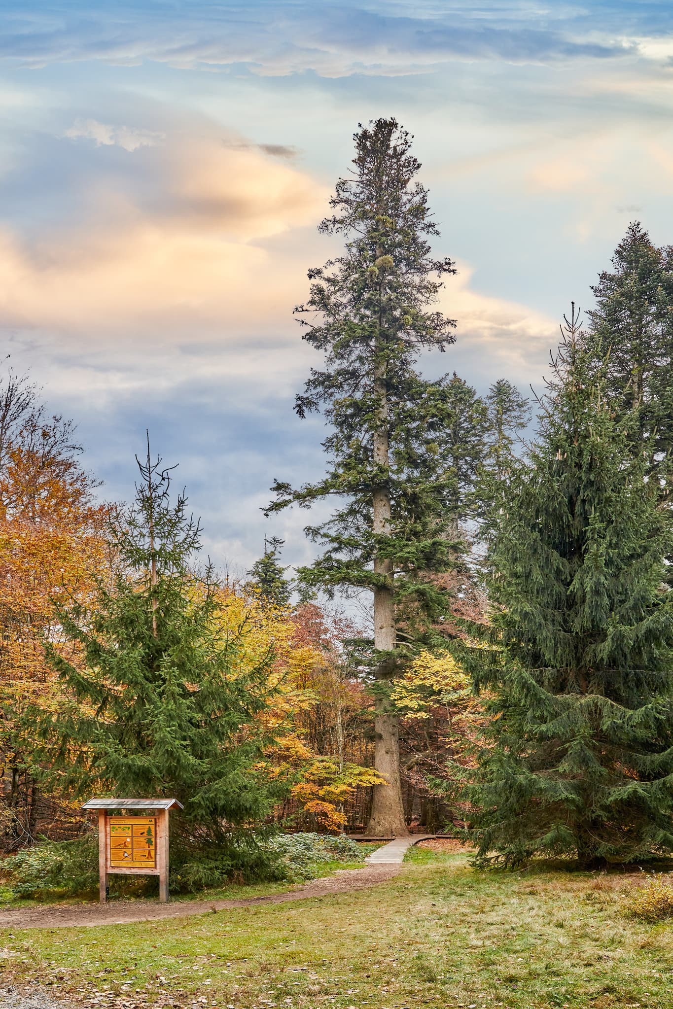 Waldhaustanne Hans-Watzlik-Hain, Bayerisch Eisenstein, Regen - Hans-Watzlik-Hain im Herbst mit größter Tanne im Bayerischen Wald, Bayerisch Eisenstein, Landkreis Regen, Niederbayern.