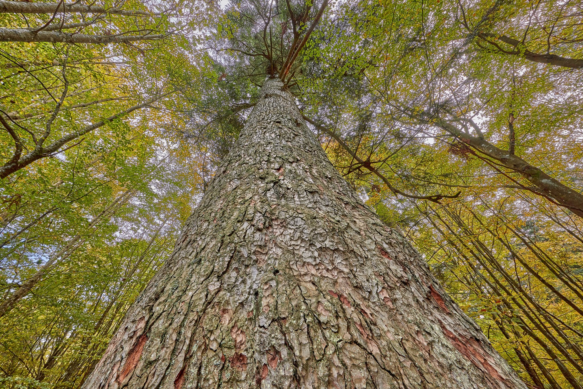 Waldhaustanne, Hans-Watzlik-Hain, Regen, Niederbayern - Imposante Waldhaustanne im Hans-Watzlik-Hain, Bayerisch Eisenstein, Landkreis Regen, Niederbayern. Ein Naturhighlight im Bayerischen Wald, Deutschland.