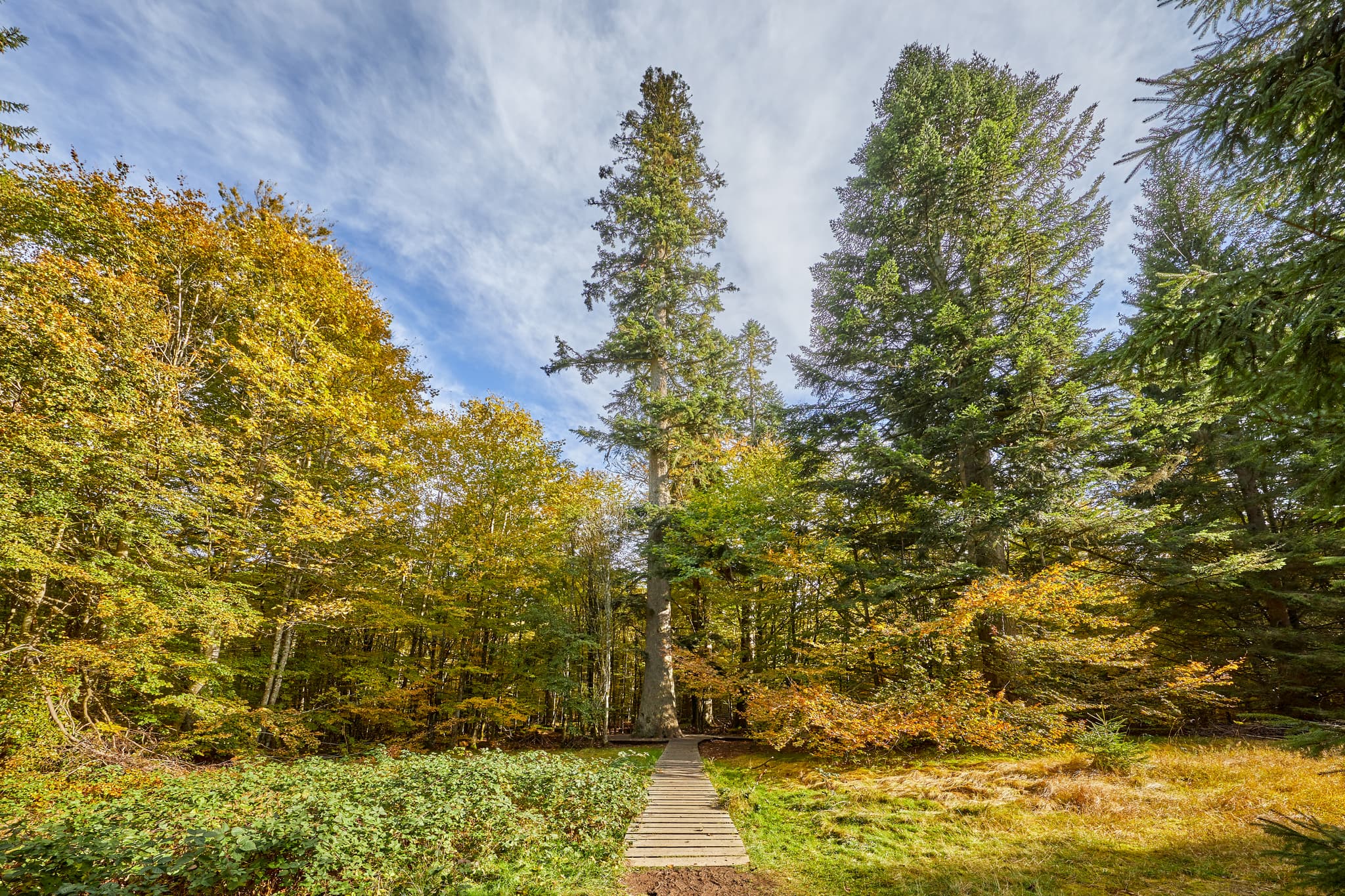 Waldhaustanne, Hans-Watzlik-Hain, Regen, Niederbayern - Idyllischer Waldweg im Hans-Watzlik-Hain, Bayerisch Eisenstein, Landkreis Regen. Große Waldhaustanne in Niederbayern, Bayerischer Wald, Deutschland.