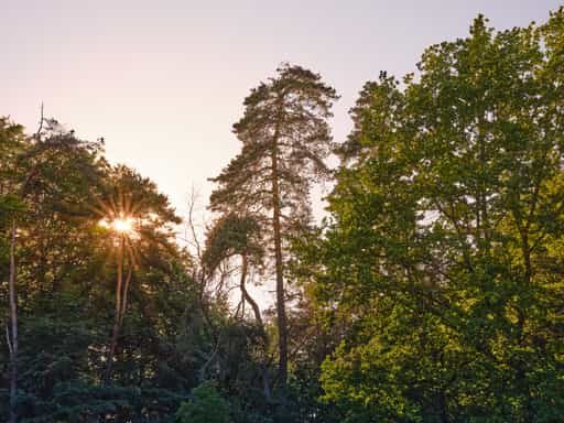 Waldrand nähe Schächnerhof, Erlbach, Altötting, Oberbayern