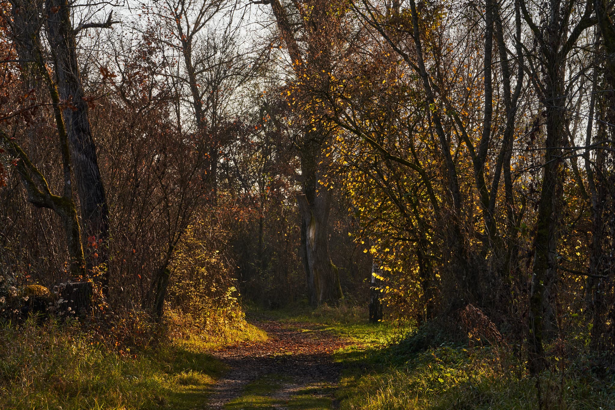 Waldsee Lago Herbst, Kirchdorf am Inn, PAN, Niederbayern - Herbstbild vom Waldsee in Kirchdorf am Inn, Rottal-Inn, Niederbayern, Bäderdreieck. Das klare Wasser reflektiert die Uferbäume und Herbstvegetation.