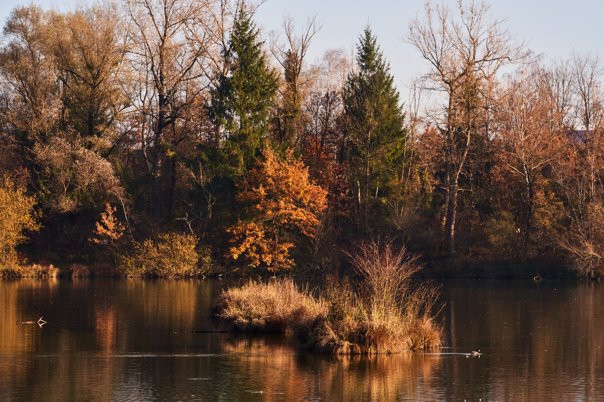 Waldsee Lago Herbst, Kirchdorf am Inn, PAN, Niederbayern - Der Waldsee Lago Herbst bei Kirchdorf am Inn, Landkreis Rottal-Inn, Niederbayern. Eine kleine Insel und herbstliche Bäume prägen die ruhige Seenlandschaft.
