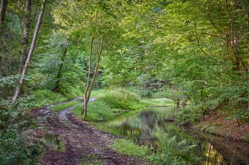 Waldweg am Birnbach, Erlbach, Altötting, Oberbayern