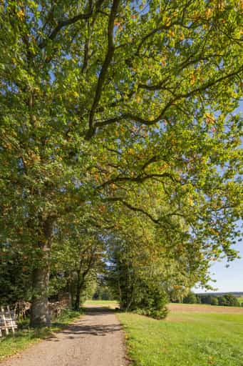 Wanderweg 2, Natur bei Lapperding nach Guteneck, Rottal-Inn