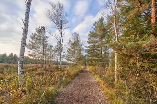 Wanderweg durch das Schönramer Filz bei Petting, Traunstein
