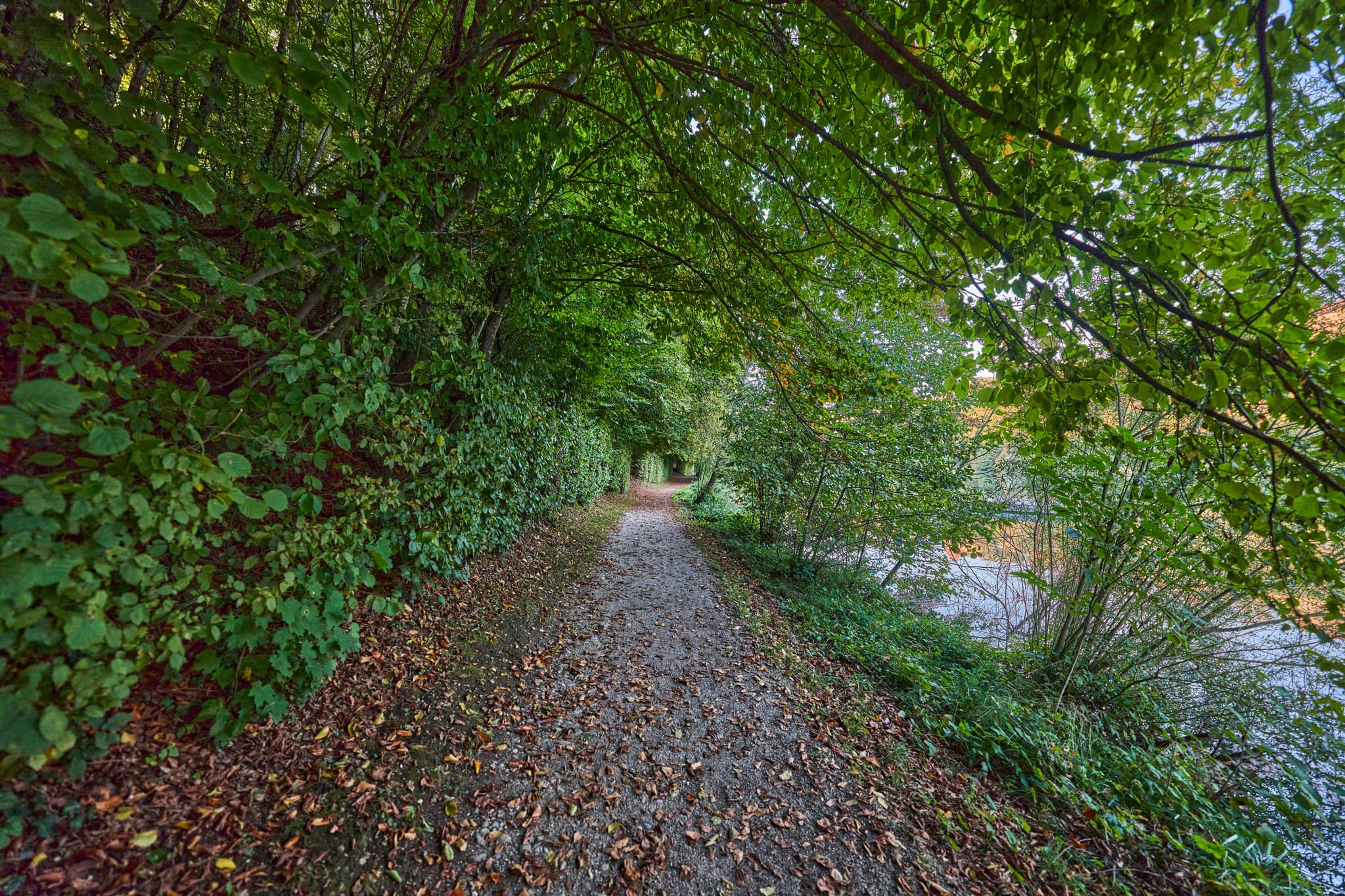 Wanderweg unter Bäumen, Wöhrsee, Altötting, Oberbayern - Spazierweg am Wöhrsee, Burghausen, Landkreis Altötting, Oberbayern. Die grüne Uferlandschaft, zeigt einen blattbedeckten Pfad unter Bäumen.