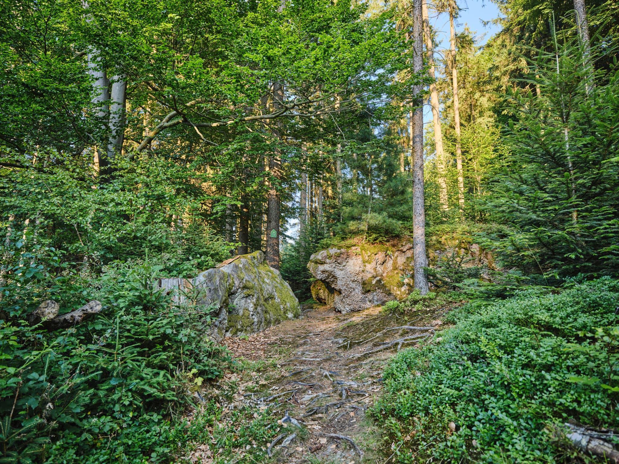 Wanderweg zum Kultstein, Bad Griesbach, Passau - Waldweg zum Kultstein mit Felsen in St. Salvator, Bad Griesbach, Landkreis Passau, Niederbayern. Bewachsener Pfad durch einen dichten Wald mit großen Steinen.