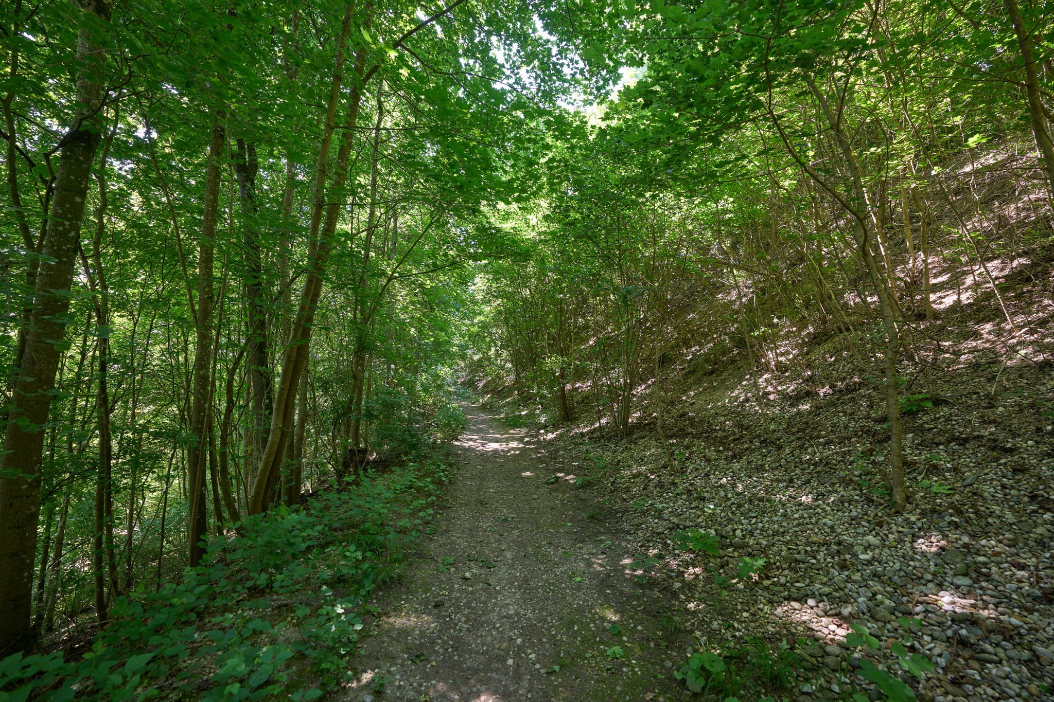 Wanderwege zur Kronwidl Kapelle, Ecksberg, Mühldorf am Inn - Ein idyllischer Wanderweg führt durch einen lichten Wald bei Ecksberg. Diese Aufnahme aus dem Landkreis Mühldorf am Inn zeigt die ruhige Natur der Inn-Salzach.