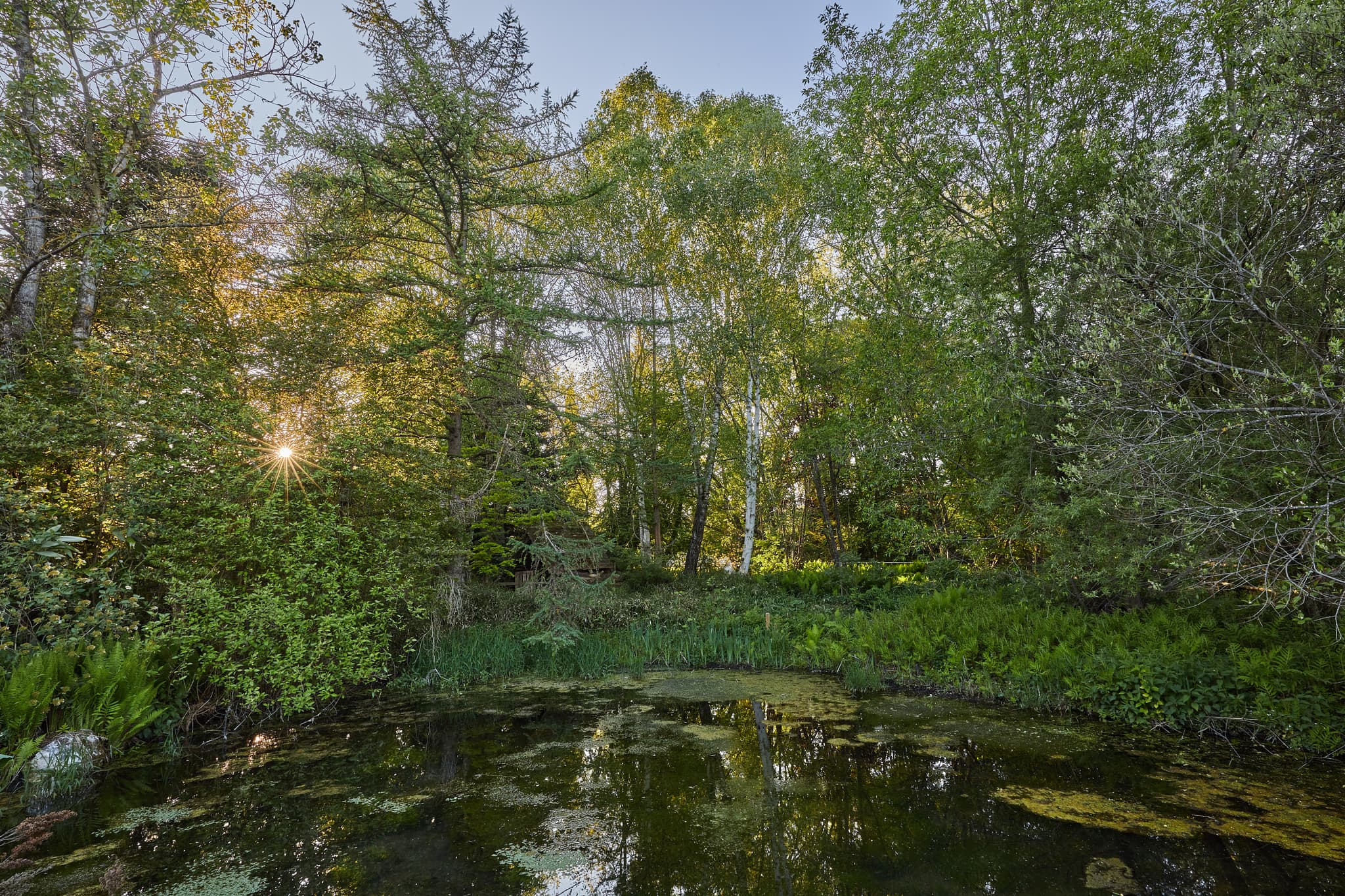 Wassergarten Mitterskirchen: Idyllischer Teich - Idyllischer Wassergarten in Mitterskirchen, Landkreis Rottal-Inn, Oberbayern, Deutschland. Genießen Sie die Ruhe inmitten der Natur.