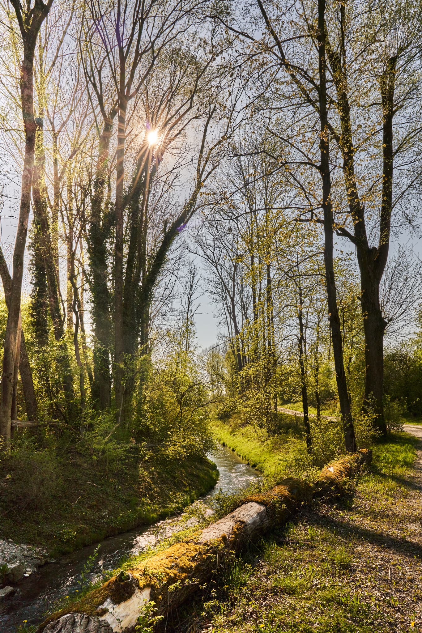 Weg Fischtreppe am Inn Kraftwerk, Stammham, Oberbayern - Weg und Fischtreppe am Inn Kraftwerk in Stammham, Altötting, Oberbayern. Die Natur in Inn-Salzach mit Bachlauf und Wälder. Ein moosiger Baumstamm am Wasser.