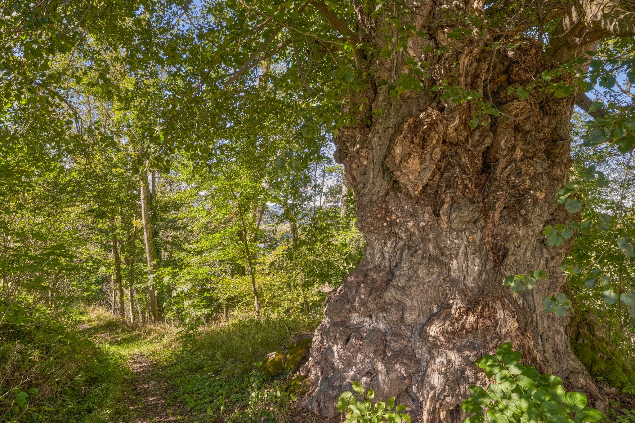Weg mit alter Linde, Naturdenkmal, Kraiburg, Mühldorf am Inn - Alte Linde Naturdenkmal in Berg, Kraiburg, Mühldorf am Inn, Oberbayern. Der mächtige Baum prägt die Natur im Inn-Salzach Gebiet. Ein Waldpfad führt vorbei.