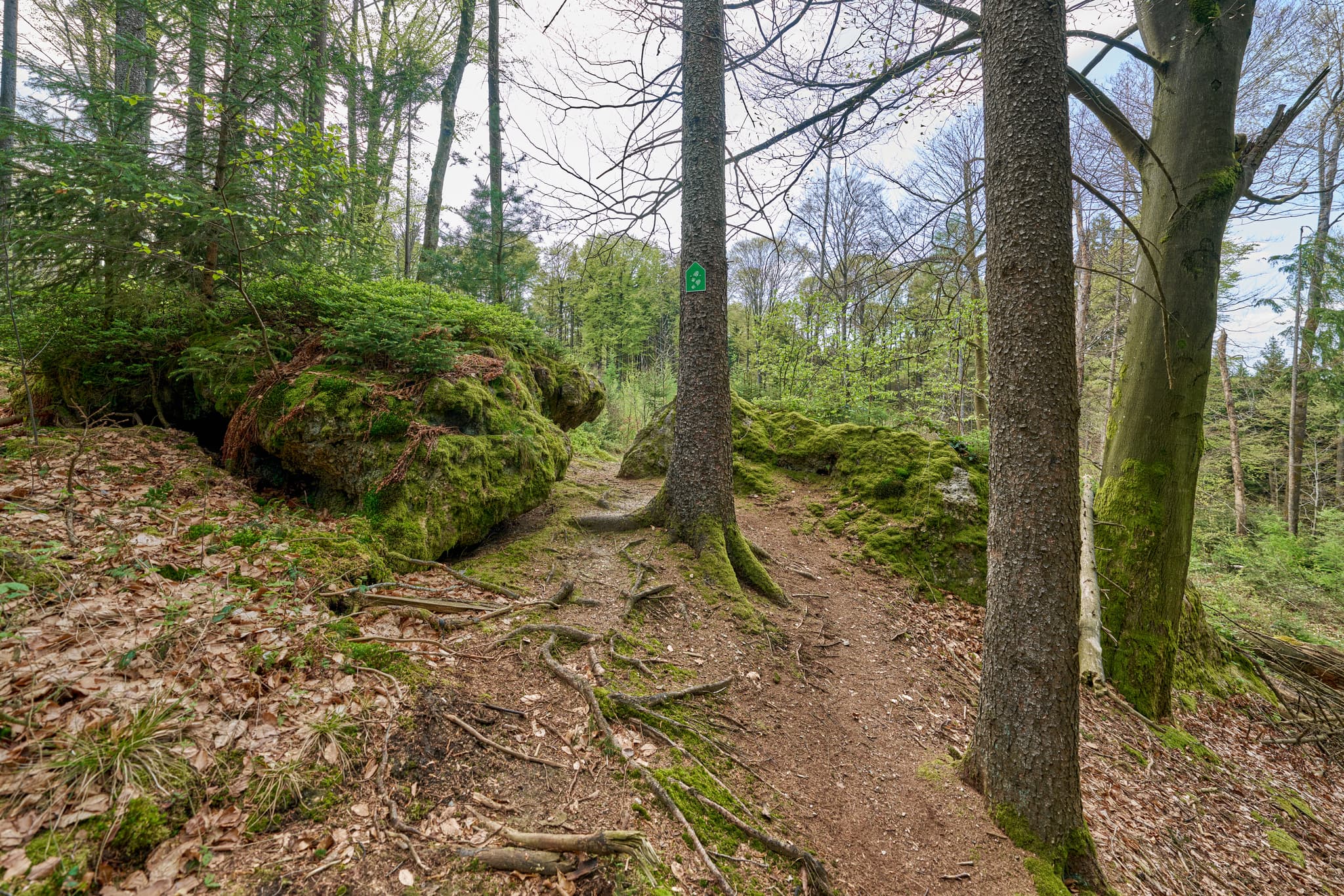 Weg zum Kultstein, Bad Griesbach, Passau - Waldweg bei Kultstein, Bad Griesbach, Landkreis Passau, Niederbayern, Bayern, Deutschland. Der Weg führt an einem mit Moos bewachsenen Felsen vorbei.
