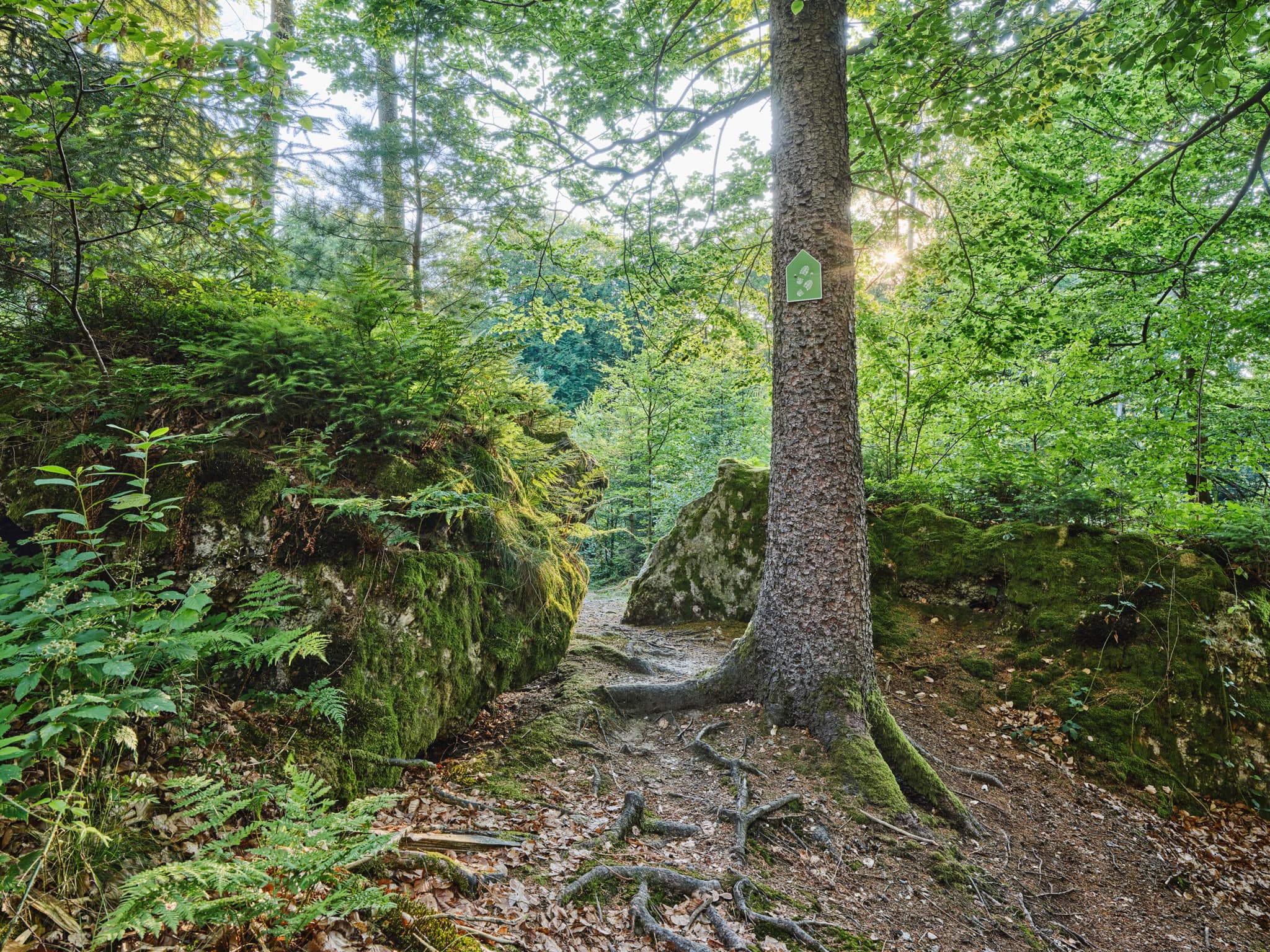 Weg zum Kultstein, Bad Griesbach, Passau - Waldweg bei Kultstein, Bad Griesbach, Landkreis Passau, Niederbayern, Bayern, Deutschland. Der Weg führt an einem mit Moos bewachsenen Felsen vorbei.