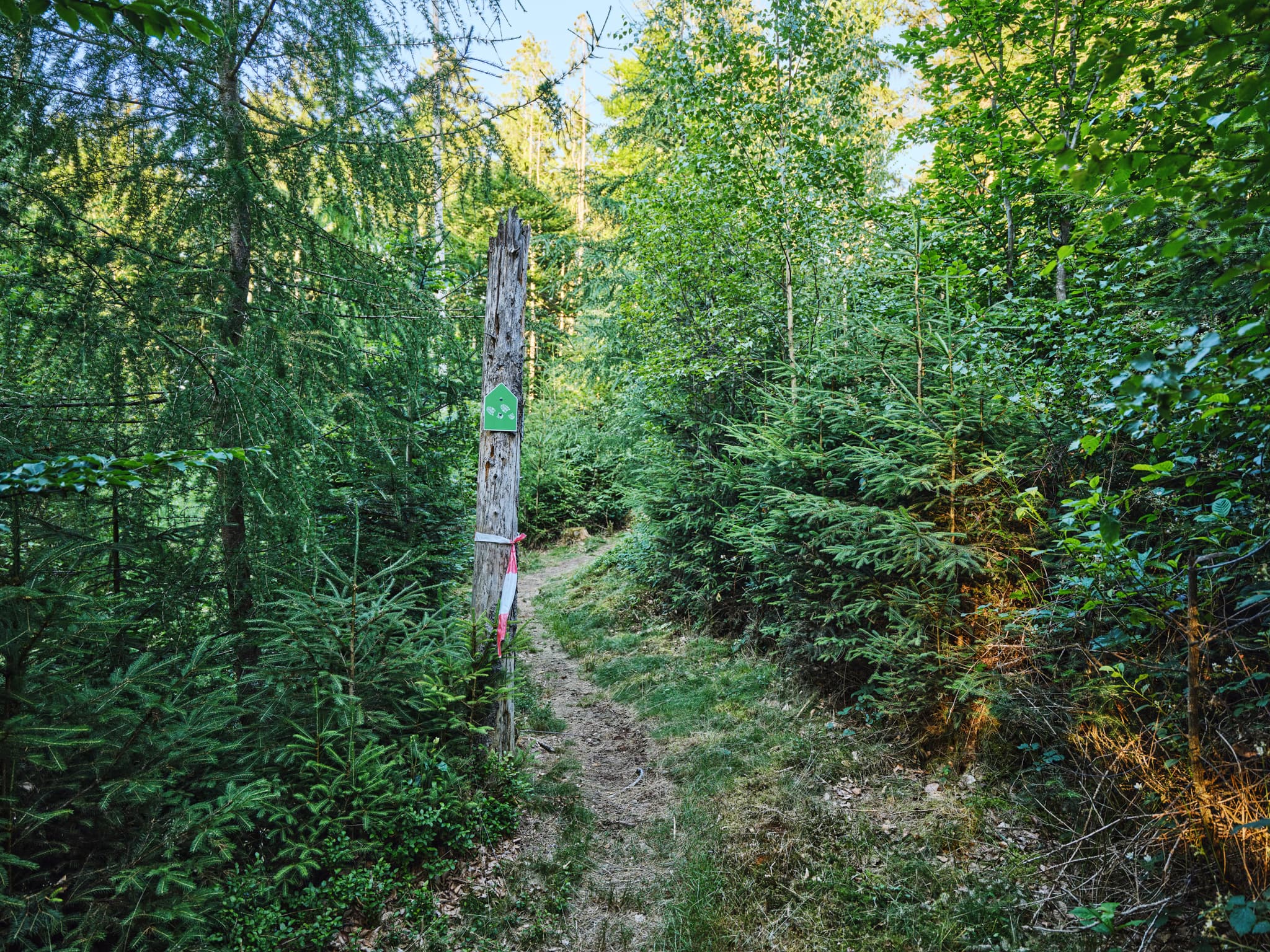 Weg zum Kultstein, Bad Griesbach, Passau - Waldweg in Kultstein, St. Salvator, Bad Griesbach, Landkreis Passau, Niederbayern, Deutschland. Bild zeigt einen schmalen Pfad durch einen grünen Nadelwald.