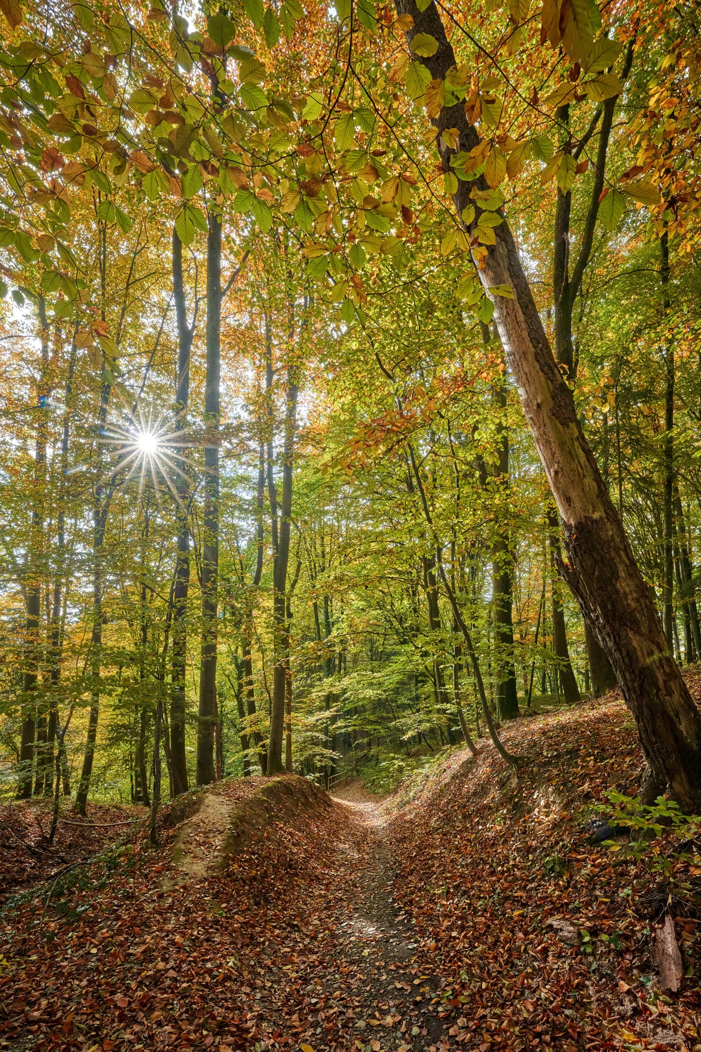 Weg zur Aussicht, Leonberg, Altötting, Oberbayern - Malerischer Herbstwaldweg mit Laub und Sonnenstrahlen. Motiv in Leonberg, Gemeinde Marktl, Landkreis Altötting, Oberbayern, Inn-Salzach, Deutschland.