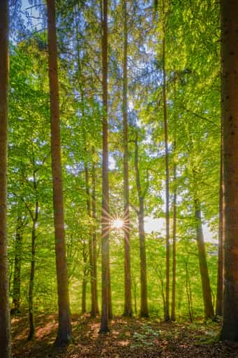Weiherer Arbing, Reischach, Altötting, Oberbayern