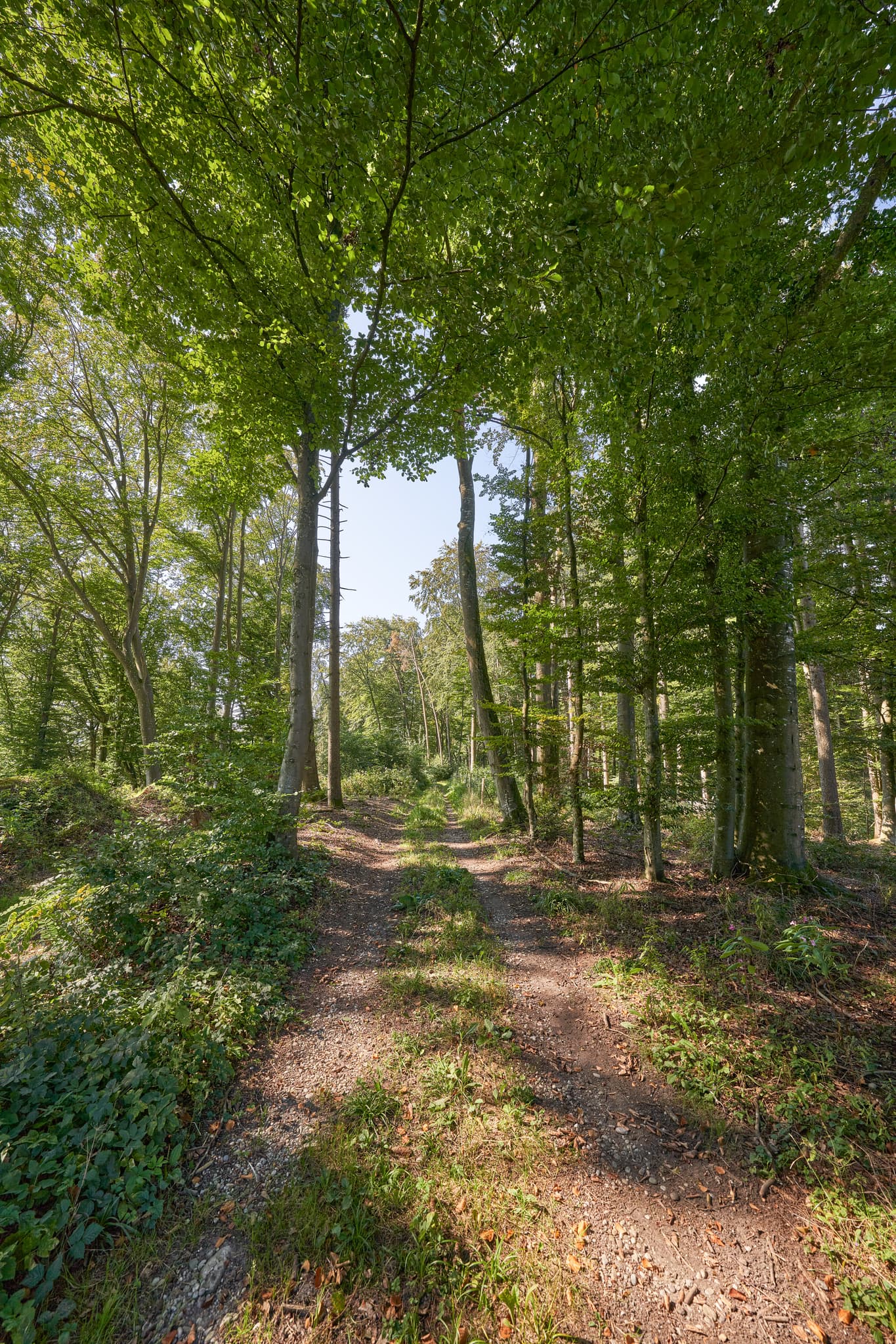 Weindlgrub nach Ofner, St.-Rupert-Pilgerweg, Altötting - Waldweg am St.-Rupert-Pilgerweg in Kastl, Landkreis Altötting, Oberbayern. Die Inn-Salzach-Region in Deutschland zeigt sich hier mit ihrer üppigen Natur.
