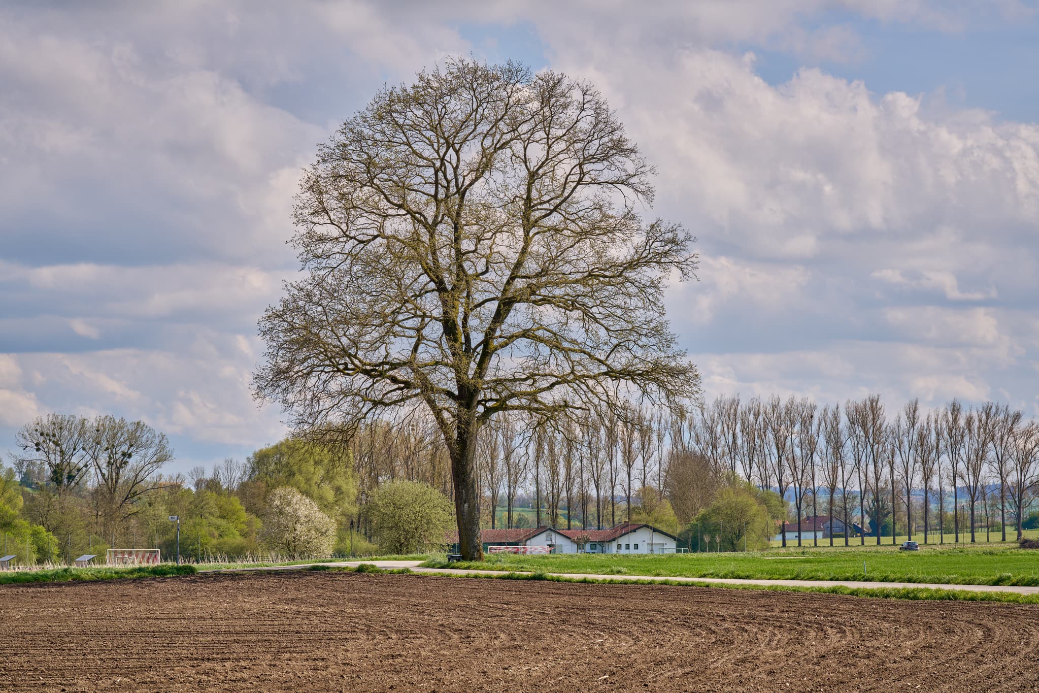 Weng Moos Baum am Sportplatz, Bad Griesbach, Passau - Idyllische Landschaftsaufnahme eines Baumes am Sportplatz in Weng Moos, Bad Griesbach im Landkreis Passau, Niederbayern, Donau-Wald, Deutschland.