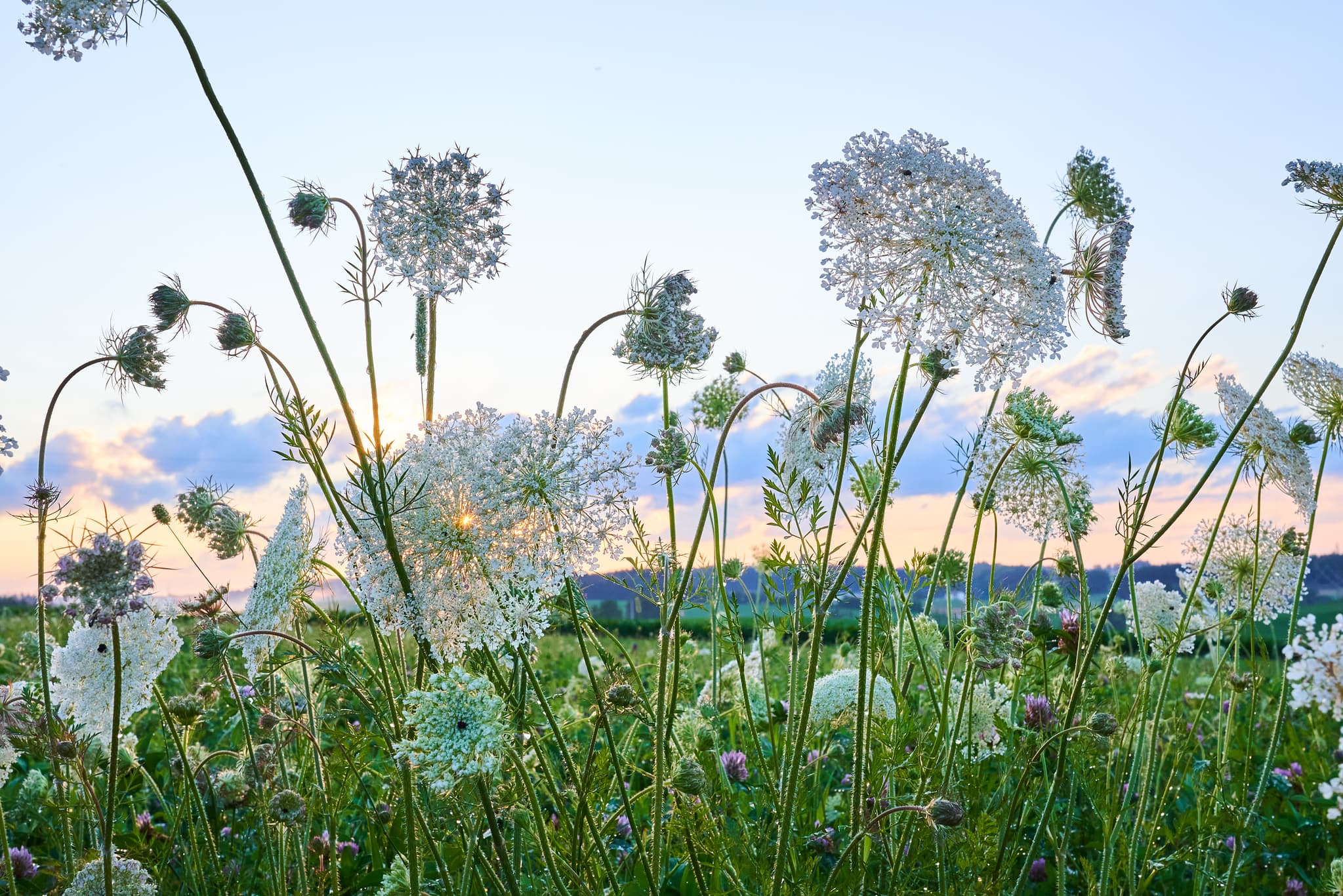 Wilde Möhre, Adlstraß am Lavendelfeld, Dorfen, Erding - Blühendes Feld in Adlstraß, Dorfen, Landkreis Erding, Oberbayern. Flora des Erdinger Landes zeigt Wildkarotten im Licht. Natur unter klarem Himmel.