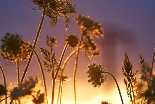 Wilde Mühre im Abendlicht, Lavendelfeld in Adlstraß, Erding