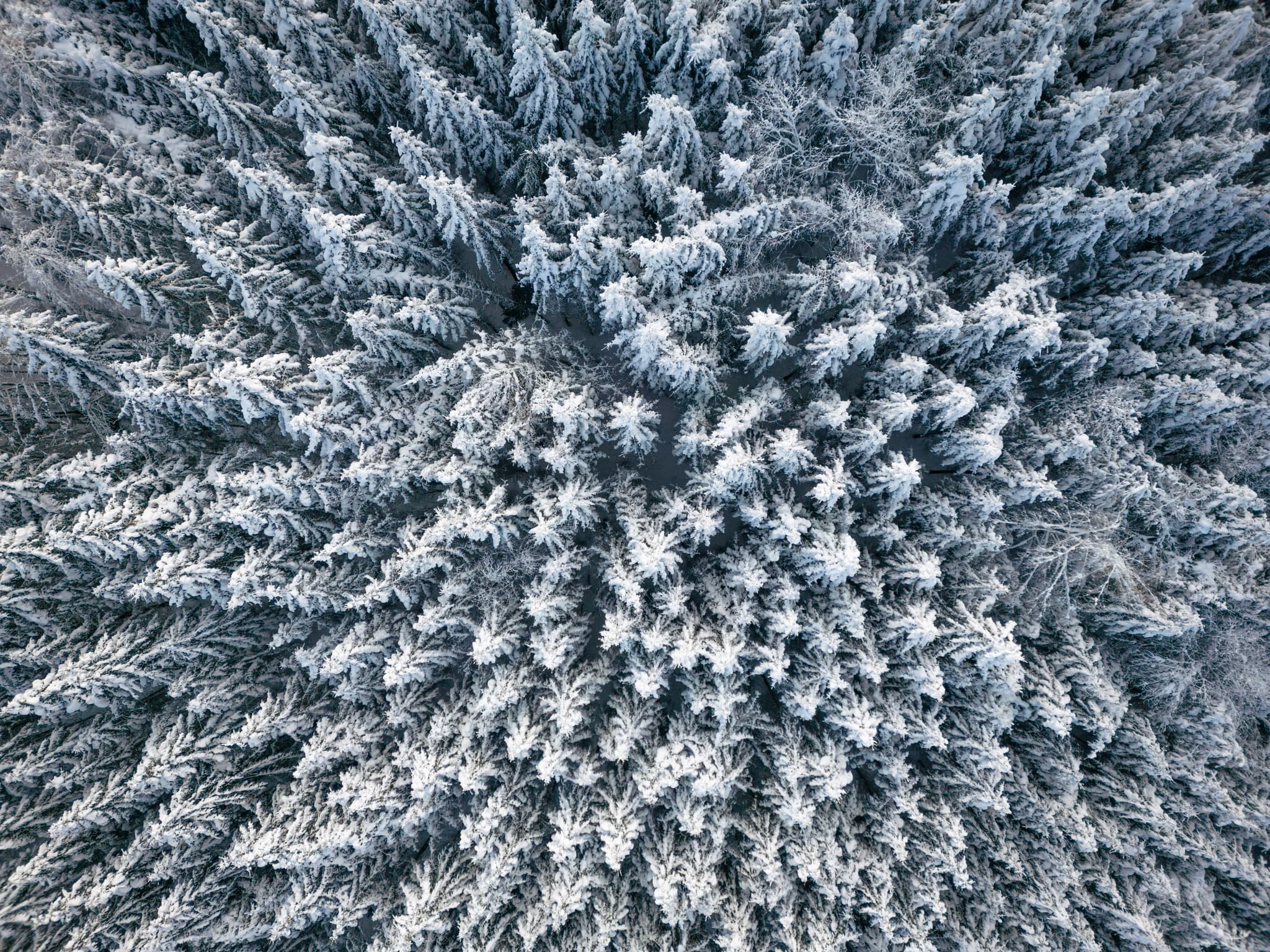 Winter Luftbild Wald, Erlbach, AÖ, Oberbayern, Inn-Salzach