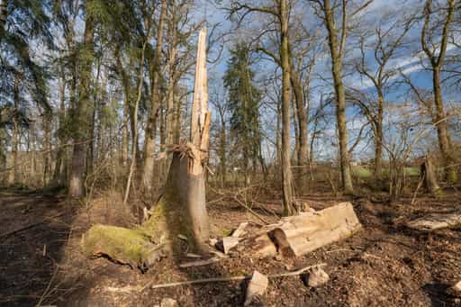 Zerbrochener Baumstamm am Isen-Stausee, Altötting