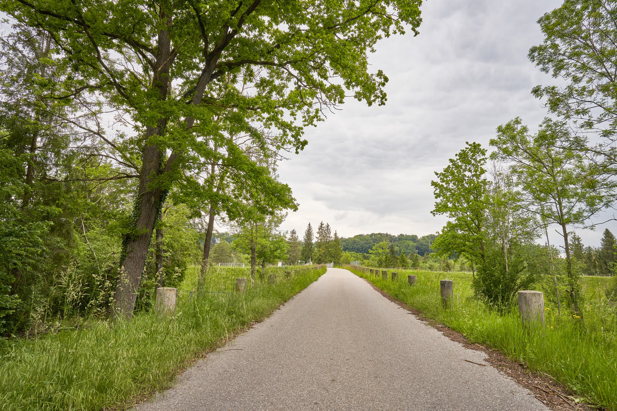 Zum Alzkanal, Gufflham, Altötting, Oberbayern, Inn-Salzach - Weg in Gufflham, Burgkirchen, Altötting, Oberbayern, zum Alzkanal führend. Grüne Landschaft Inn-Salzach, Deutschland, mit Bäumen, Wiesen und bewölktem Himmel.